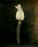 Ingar Krauss - Nature Morte